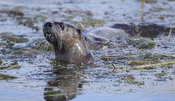 otter